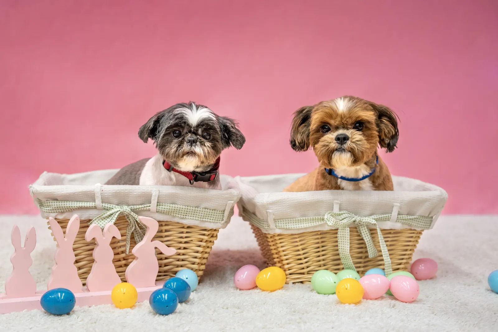 Two small dogs in Easter baskets with pastel eggs