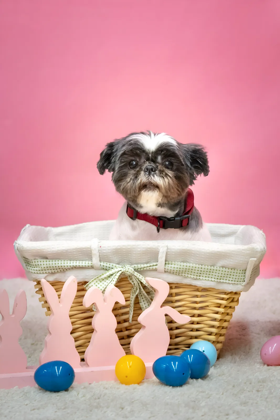 Black and white dog sitting in Easter basket