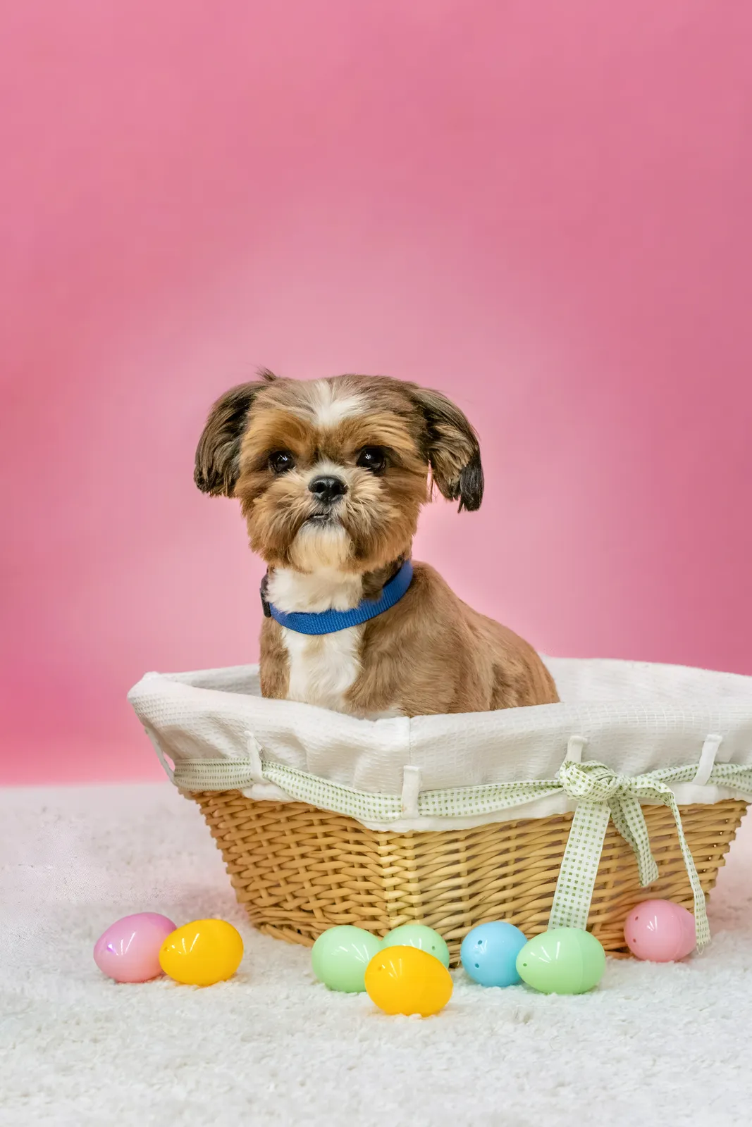 Brown dog sitting in Easter basket