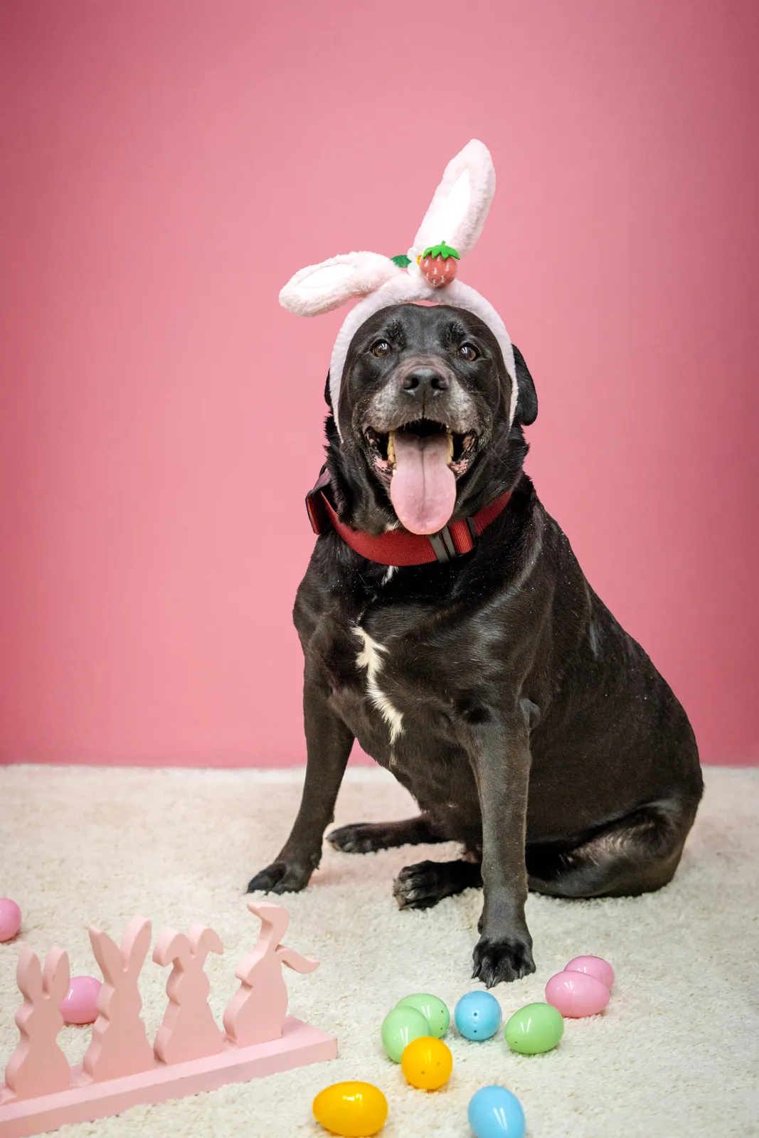 Black dog wearing bunny ears during Easter pet portrait session